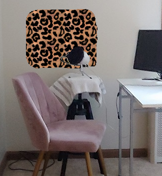 sofa cushion (leopard print optional).png
