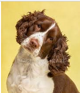 PuzzledDog.png
