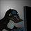 Black_Platypus