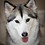 Huskey